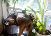 Лошите навици на котки, котка заравя храна, как да се защити цветя от котки, защо котката е постоянно