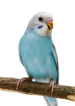 Budgerigar ápolási és karbantartási