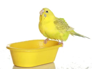 Budgerigar ápolási és karbantartási