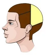 Характерни зони на главата