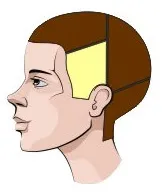 Характерни зони на главата