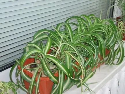 Chlorophytum a házban 7 mágikus és gyógyító tulajdonságait a növény