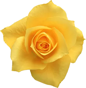 Mi az értelme egy sárga rózsa