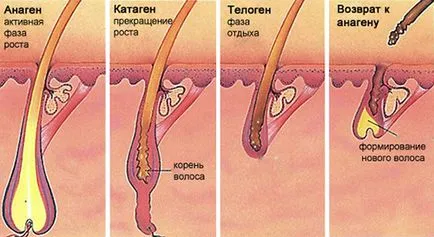 Какво да правите, ако косата падат по време на менструация