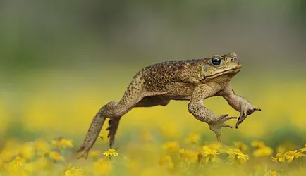 Otrăvitoare trestie de broască (fotografii și video)