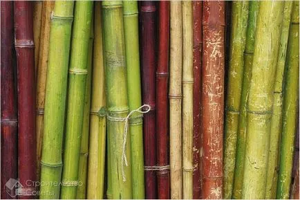 Un gard din bambus cu propriile sale mâini - luare de bambus gard