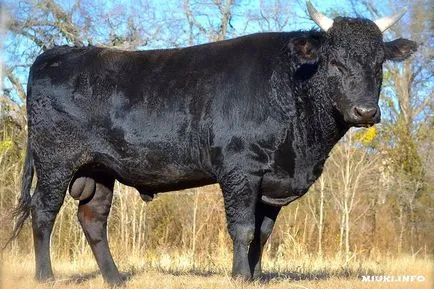 tauri japonezi vagyu (Wagyu) - Camoe scumpă carne de marmură din lume, miuki Mikado • Japonia virtuală