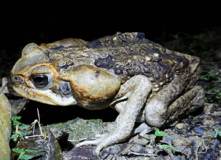 Отровна тръстика жаба (снимки и видео)