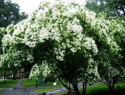 Jasmine, de plantare și îngrijire