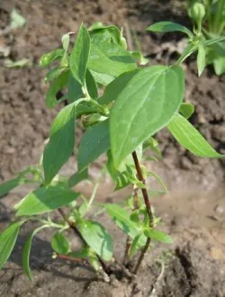 Jasmine, de plantare și îngrijire