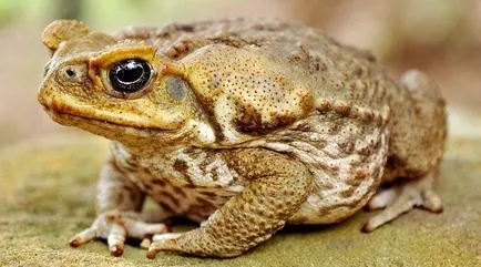 Zahăr din trestie Toad - o descriere, în cazul în care viața, ceea ce mănâncă, fotografii