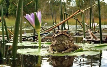 Zahăr din trestie Toad - o descriere, în cazul în care viața, ceea ce mănâncă, fotografii