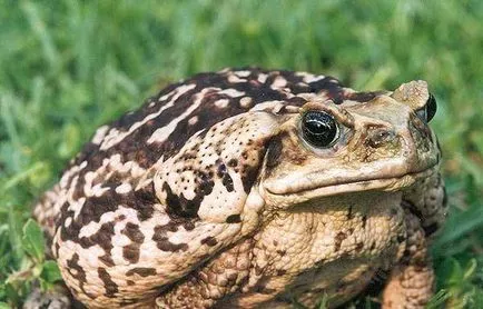 Zahăr din trestie Toad - o descriere, în cazul în care viața, ceea ce mănâncă, fotografii