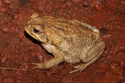 Zahăr din trestie Toad - o descriere, în cazul în care viața, ceea ce mănâncă, fotografii