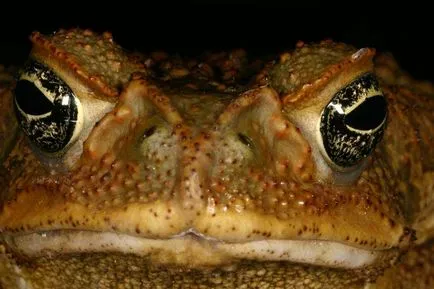 Zahăr din trestie Toad - o descriere, în cazul în care viața, ceea ce mănâncă, fotografii