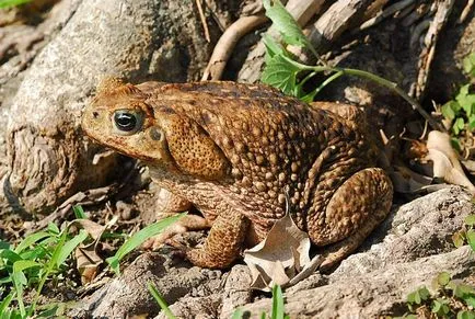 Zahăr din trestie Toad - o descriere, în cazul în care viața, ceea ce mănâncă, fotografii