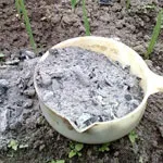 Ash - utilizarea în grădină și grădină de legume - zona suburbană, zona suburbană