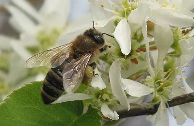 „Méhészeti” magazin - Saskatoon - jó anyag egy „élő” kerítés