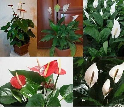 fericire pentru femei - Spathiphyllum (aprins)