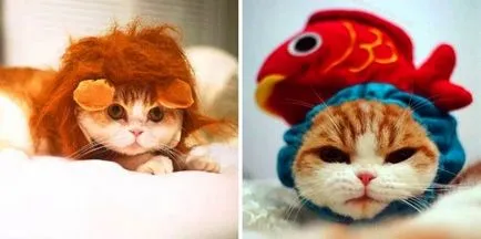 12 Legnépszerűbb Cat - fotó állatok