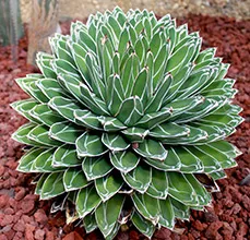 Agave ellátás, reprodukálni, átruházni, kilátás