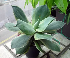 Agave ellátás, reprodukálni, átruházni, kilátás