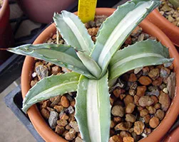 Agave ellátás, reprodukálni, átruházni, kilátás