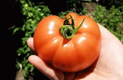 Агротехника отглеждането на домати се грижат pasynkovanie, събиране домати, ден летовник