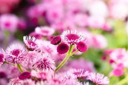 Ageratum magvak, növények és gondozás a nyílt terepen