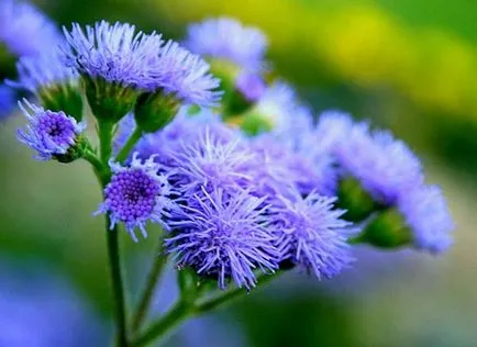 Ageratum на семена, засаждане и грижи в открито поле