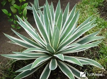 Agave грижи растение у дома