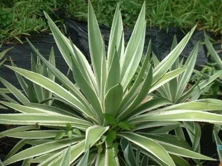 Agave - домашни грижи за сукуленти и условия за тяхното развитие видео