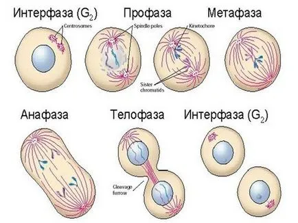 Și cum crezi că celulele corpului au diferite sexe