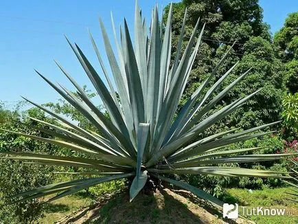 Agave növény otthoni gondozást