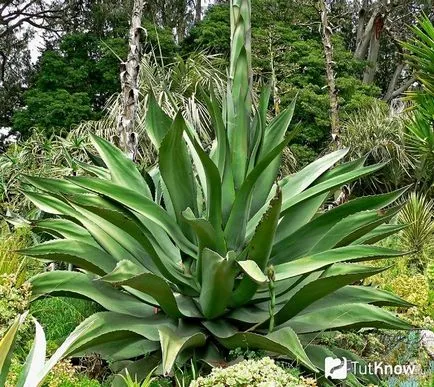 Agave növény otthoni gondozást