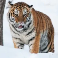 Szibériai tigris - vérengző állat calico bőr