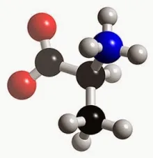 Alanina - aminoacizi ca sursă de energie