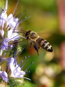 APK - Вит - Phacelia - зелено торене, мед растение, семена