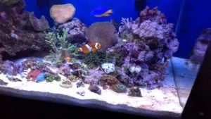Akvárium bohóc hal -, ahol lakik, amit eszik, reprodukció