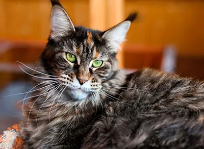 American Maine Coon caracteristici principale și diferențele (fotografii, video)