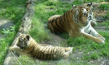 A szibériai tigris, vagy más néven a Ussuri tigris vagy a Távol-Keleten tigris