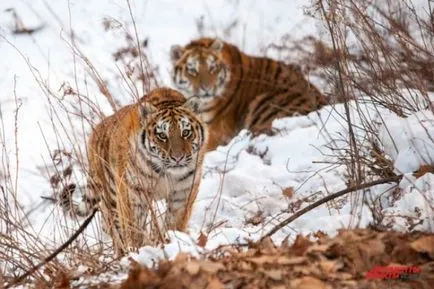 Amur tigru - animale feroce în piele stambă