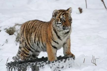 A szibériai tigris, vagy más néven a Ussuri tigris vagy a Távol-Keleten tigris