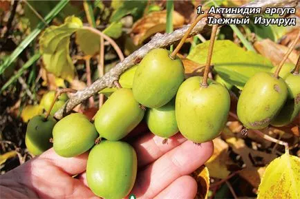 Actinidia - Kiwi вкусно!