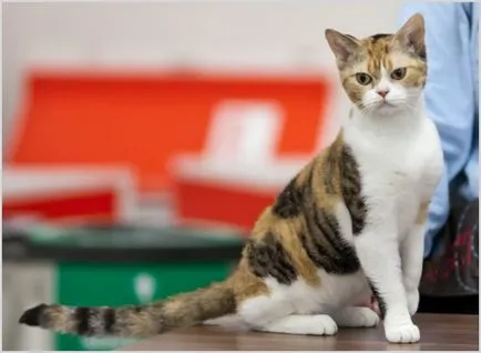 Amerikai drótszőrű macska fotók, videók, ár, fajta leírás