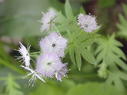 APK - Vitus - Phacelia - zöldtrágya, méz növény, vetőmag