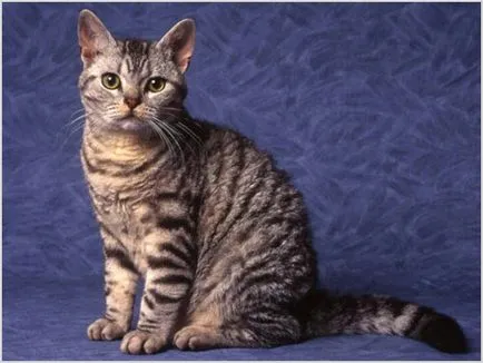 Amerikai drótszőrű macska fotók, videók, ár, fajta leírás