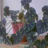 Begonia снимка