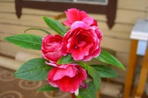 Impatiens градина расте от семена