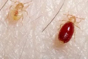 bug-uri In - aspectul lor, metode de a face cu insecte, spre deosebire de căpușe